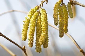 Die Pollensaison der Frühblüher: Haselnuss - Hautarzt Dr. Wendrock-Shiga, Oelsnitz